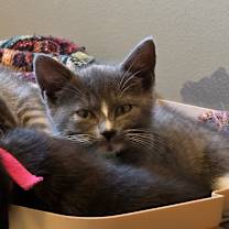 Thumbnail photo of Grinch #1