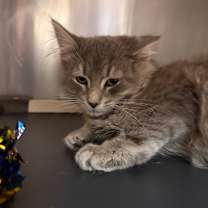 Thumbnail photo of Nico #3