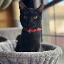 Thumbnail photo of Lucy bonded to Susan #2