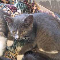 Thumbnail photo of Grinch #3