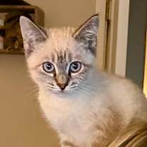 Thumbnail photo of Dust Bunny #1