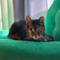 Thumbnail photo of Orson #1