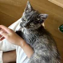 Thumbnail photo of Snow #1