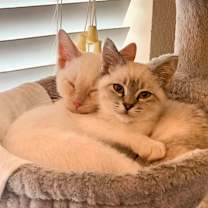 Thumbnail photo of Dust Bunny #2