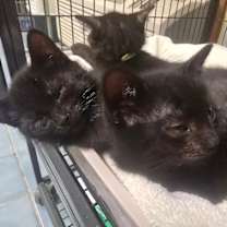 Thumbnail photo of Boogie #4