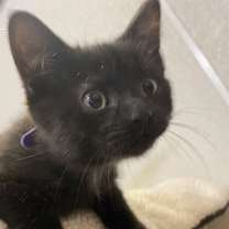 Thumbnail photo of Ghoulie #1