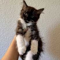 Thumbnail photo of Nicholas #1