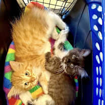 Thumbnail photo of Nicholas #2