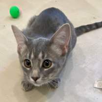 Thumbnail photo of Celecia #1