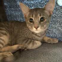 Thumbnail photo of Celecia #2