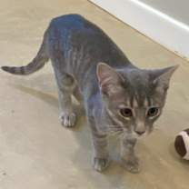 Thumbnail photo of Celecia #3