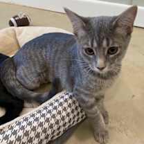 Thumbnail photo of Celecia #4