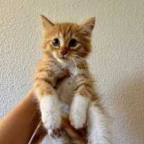 Thumbnail photo of Noelle #1