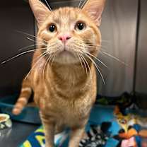 Thumbnail photo of Thomas O'Malley #1