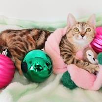 Thumbnail photo of Ivy Snugglepaws #1