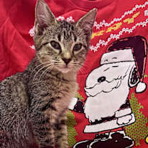 Thumbnail photo of KC #1