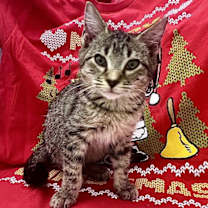 Thumbnail photo of KC #2