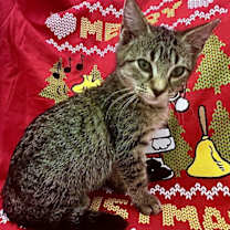 Thumbnail photo of KC #3