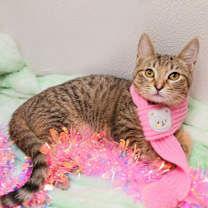 Thumbnail photo of Merry Starwhisker #1