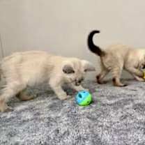 Thumbnail photo of Cirrus #2