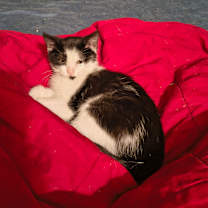 Thumbnail photo of Boop #1