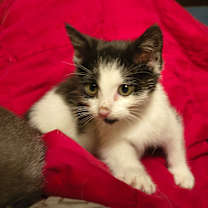 Thumbnail photo of Boop #2