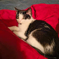 Thumbnail photo of Boop #3