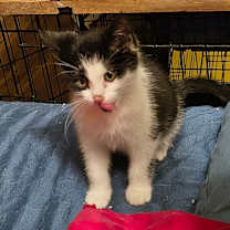 Thumbnail photo of Boop #4