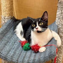 Thumbnail photo of Artemis #1