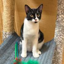 Thumbnail photo of Artemis #2