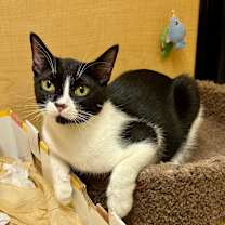 Thumbnail photo of Artemis #3