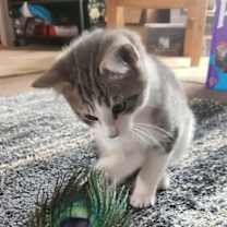 Thumbnail photo of Frost #2