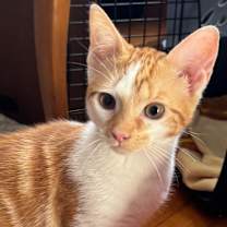 Thumbnail photo of Gus #1