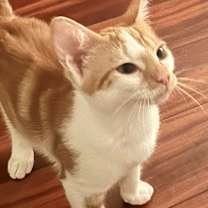 Thumbnail photo of Gus #2