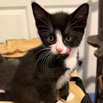 Thumbnail photo of Ozzy #4