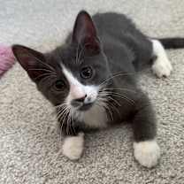 Thumbnail photo of Teddie #1