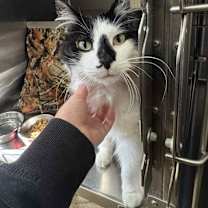 Thumbnail photo of Bucky - In Foster #2