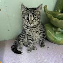 Thumbnail photo of TUMBLEWEED #1