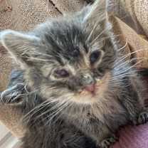 Thumbnail photo of Beansie #1