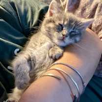 Thumbnail photo of Beansie #2