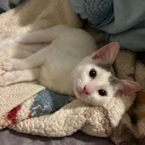 Thumbnail photo of Snow Flake #1