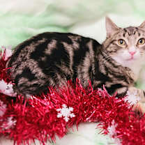 Thumbnail photo of Sam T. Claws #1