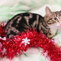 Thumbnail photo of Sam T. Claws #2