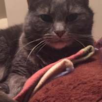 Thumbnail photo of Lillie #3