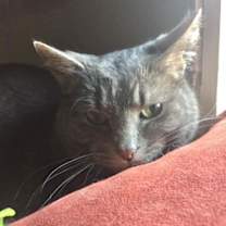 Thumbnail photo of Lillie #4