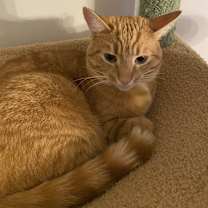 Thumbnail photo of Neptune #1