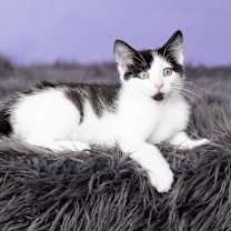 Thumbnail photo of Cowboy Bob #1