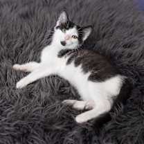 Thumbnail photo of Cowboy Bob #2