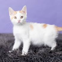 Thumbnail photo of King Zog I #3