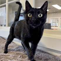 Thumbnail photo of Mrs Claws #1